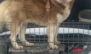 Mechanic Puppers Reporting for Duty