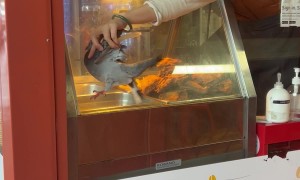 Pigeon Escapes Bakery