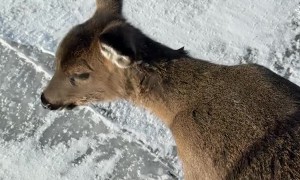Kind Man Rescues Deer From Frozen Lake