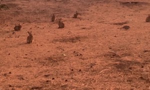 Wild Rabbits Frozen in Place