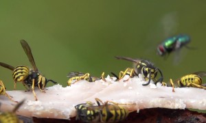 Slow Motion Footage of Wasps Feeding