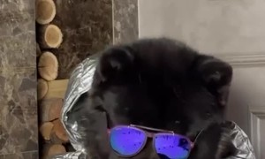 A Totally Normal American Akita Dinner