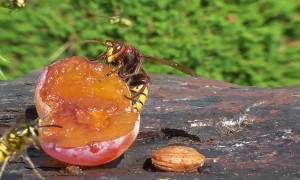 Hornets Prey on Wasps in Slow Motion