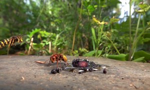 Hornets Versus Median Wasps In Aerial Fight