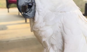 Cockatoo Has a Laughing Attack