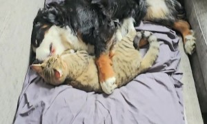 Dog and Cat Nap Together