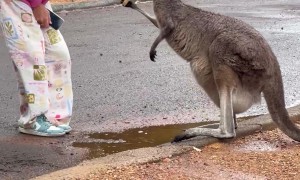 Meeting a Mama Kangaroo and Its Baby