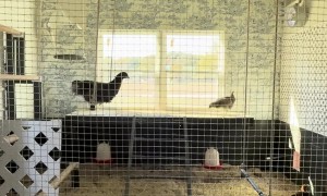 Chicken Plays on Swing in Its Coop