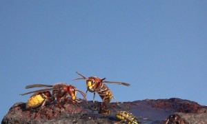 Slow Motion Footage of Hornet Flight