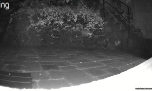 Well-Mannered Raccoon Wipes Feet on Mat and Walks Away