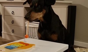 Talented Doggo Plays the Xylophone