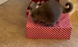 Cat Tests Christmas Presents Structural Integrity