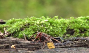 Hornets and Wasps Battle in Slow Motion