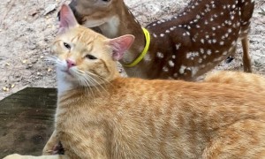 Cat Enjoys Being Groomed by Deer