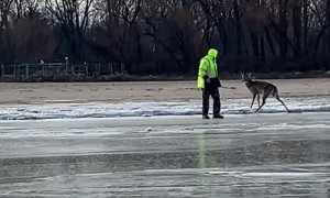 Husband Saves Two Deer Trapped on Frozen Lake
