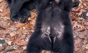 Mother bear lovingly grooms her bear cub. #bear #cub #wildlife #love #family #foryou #fyp #playful #viral #video #animals #entertainment #heartwarming