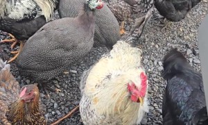 Chickens Follow Delivery Driver to Truck