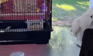 Singing Cockatoo is Very Enthusiastic