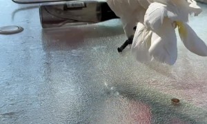 Cockatoo Punishes Spray Bottle