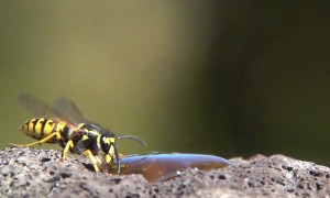 German Wasps Come To Garden Feeding Station