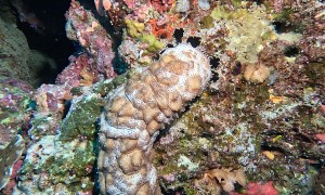 Bizarre Sea Cucumber