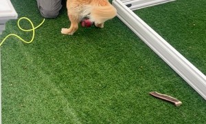 When Your Golden Retriever Wants to Be Involved in Everything