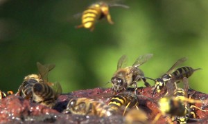 Wasps Jostle Against Bees In Garden