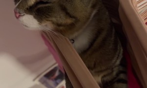 Cat Makes Comfy Coat Hanger Hammock