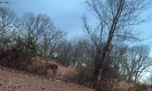 Woman Cuts Fence To Free Tangled Buck