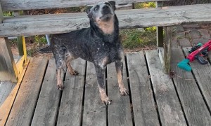 Heeler Turns Wooden Bench Into Back Scratcher