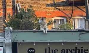 People Watching Husky