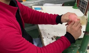 Blonde Hair Sewn Into Doll Head