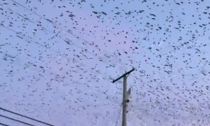 Thousands Of Birds Fly North Over New Jersey