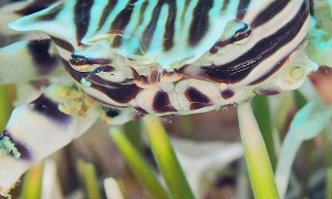 Zebra Crab Climbs Over Urchin