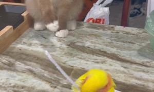 Kitten Wants to Touch the Bird So Bad