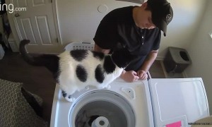 Cat Wants to Help With Laundry