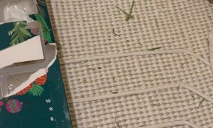 Bunny Too Inpatient for Advent Calendar