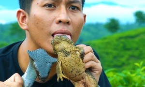 Which Is Tastier? Snake or Frog?