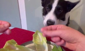 Border Collie Enjoys a Salad
