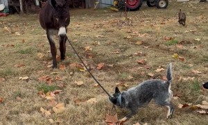Blue Heeler Leads Donkey To Owner