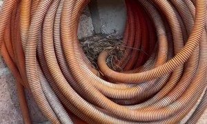 Baby Birds Nestle In Old Hose