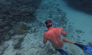 Angry Fish Charges at Snorkeler