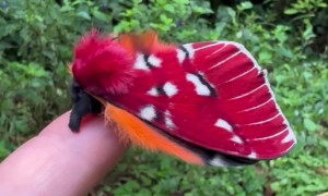 A Very Colorful Moth