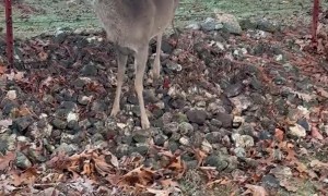 Man Rescues Deer Stuck in Barbed Wire Fence