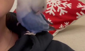 Parakeet Cuddles Owner