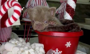 French Bulldog Puppy Hot Cocoa Bar