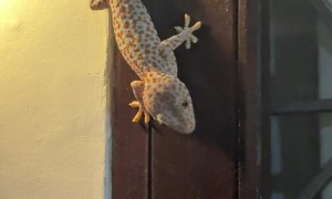 Captured Gecko Vocalizes