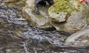 Baby Bear Leaps Across Babbling Brook