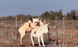 Determined Donkey Attempts Mobile Mount