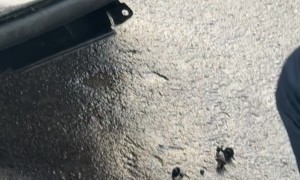 Man Gently Rescues Owl Stuck in SUV Grill